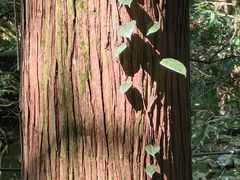 -天目山大树王景区