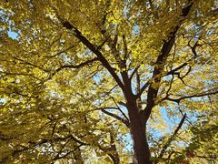-遵化市禅林寺古银杏风景园