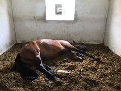 -松声马术俱乐部