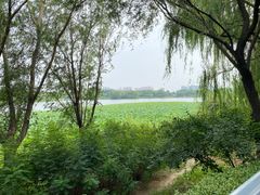 -大兴滨河森林公园