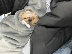 -派美特宠物医院·核磁CT·骨科肿瘤·疑难转诊(沈农禾丰店)