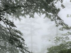 -天目山大树王景区