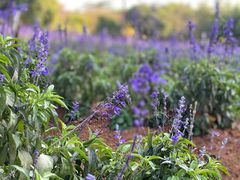 -松山湖梦幻百花洲