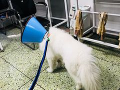 -成都民大动物医院