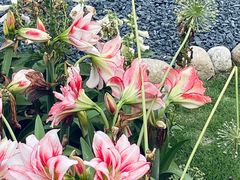 -深圳仙湖植物园