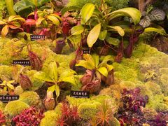 -中国科学院西双版纳热带植物园