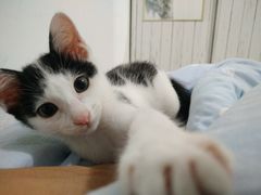 -安安宠医宠物医院·异宠·犬猫内科(岳阳分院)