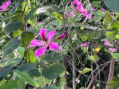 -三亚海棠湾万丽度假酒店