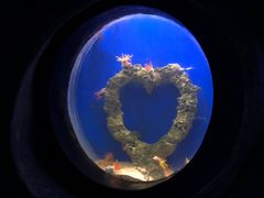 -合肥海洋世界