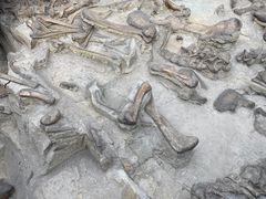 -自贡恐龙博物馆