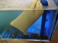 -扶摇树下·椒麻鲜活虾(石家庄勒泰广场店)