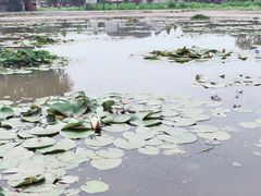 -白洋淀景区