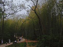 -青龙山国家森林公园
