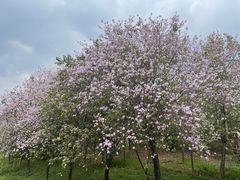 -广东花都湖国家湿地公园