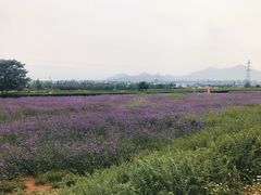 -君乐宝优致牧场