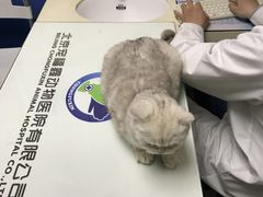 -宠福鑫动物医院(立水桥分院)