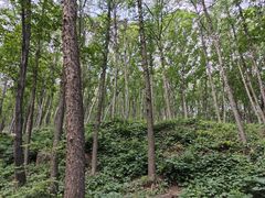 -鲁山国家森林公园