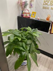 -凡碧诗毛孔收细