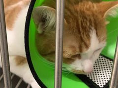 -福懋动物医院·犬猫全科·外科·重症科(杏林分院)