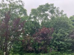 -铁山坪森林公园