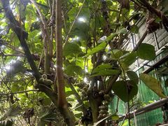 -呀路古热带植物园