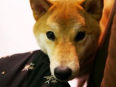 -柴务处·柴犬主题狗咖