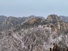 -大岭沟猕猴桃谷风景区