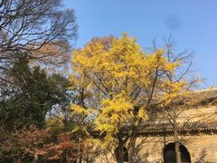 -灵谷景区