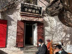 -古树酸奶(八廓南街店)