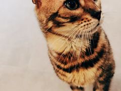 -飞行喵MR PILOT|猫舍·猫咖(静安大融城店)