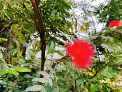 -曼听御花园