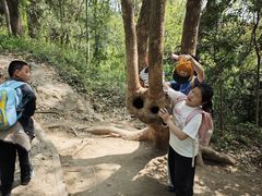 -上海佘山国家森林公园天马山园