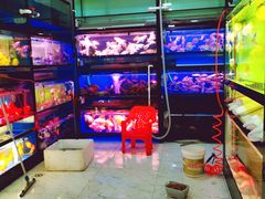 -中环花鸟鱼虫市场