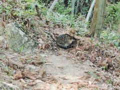 -九华山风景区-东崖禅寺