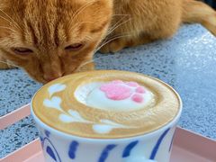 -喵屿·大理花园猫咖