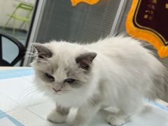 -美美宠物诊疗中心·异宠·骨科(滨江东信分院)