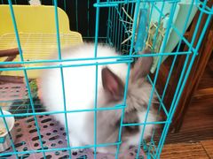 -志龙皇冠吃货椰子铺