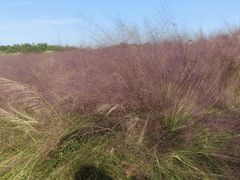 -洪湖湿地生态园