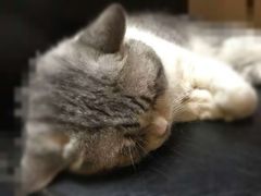 -猫色咖啡·猫咖