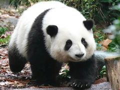 -成都大熊猫繁育研究基地