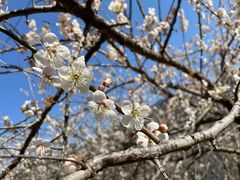 -广州市流溪河国家森林公园