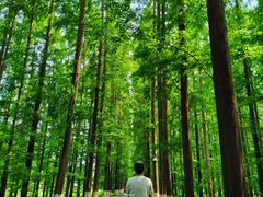 -黄海国家森林公园