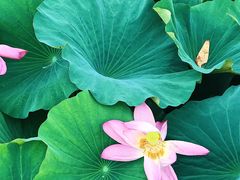 -洪湖生态旅游区