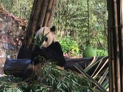 -都江堰中华大熊猫苑