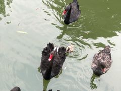 -台儿庄古城