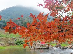 -广州市石门国家森林公园