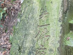 -南山植物园