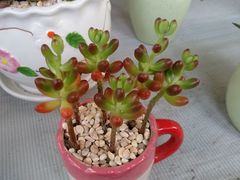 -金科花卉市场