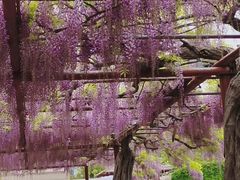 -嘉定紫藤园