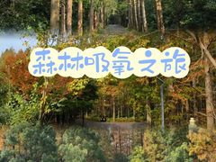 -东平国家森林公园